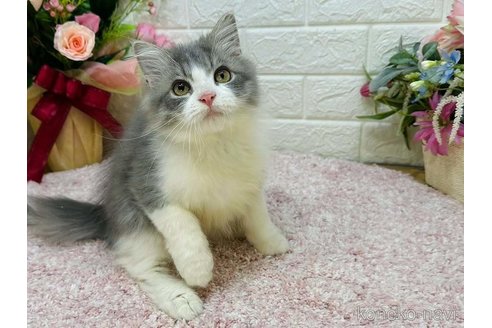 成約済の東京都のラガマフィン-113630の5枚目